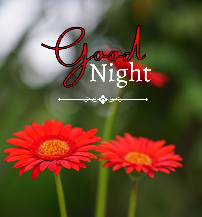 Beautiful Good Night Images 4