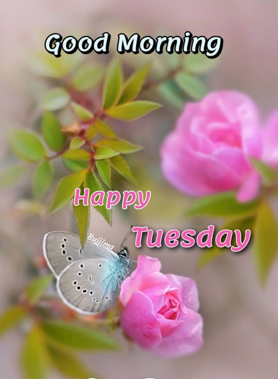 Best Tuesday Good Morning Images 18