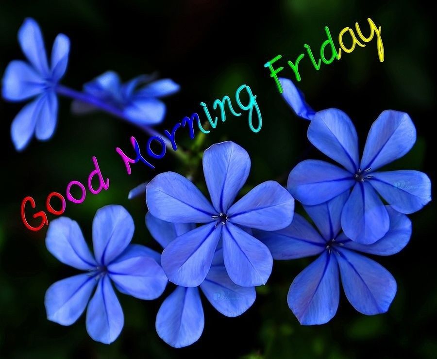 Good Morning Friday Images for Facebook
