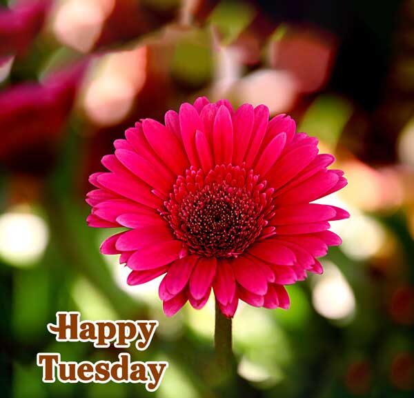 Good Morning Tuesday love Images 6