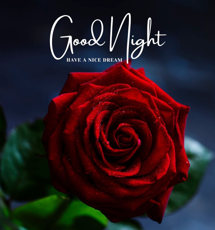 Good Night Images with love 8