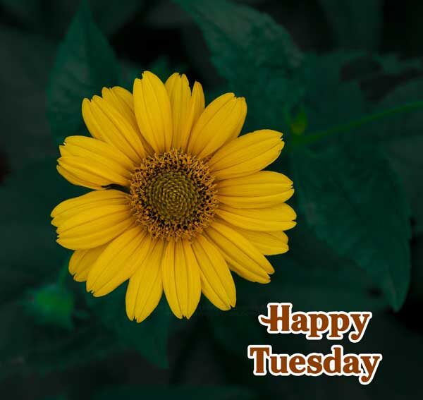 Happy Tuesday Good Morning Images 1