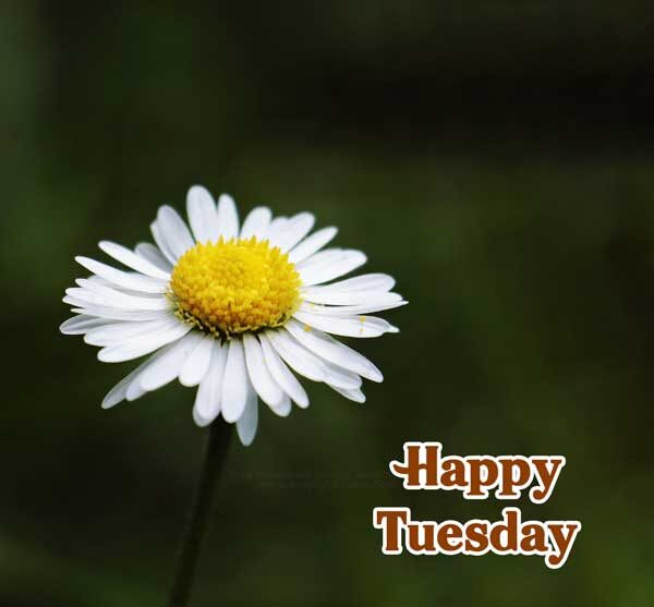 Happy Tuesday Good Morning Images 2