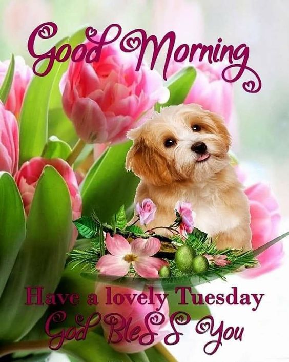 Tuesday Good Morning Images HD 7