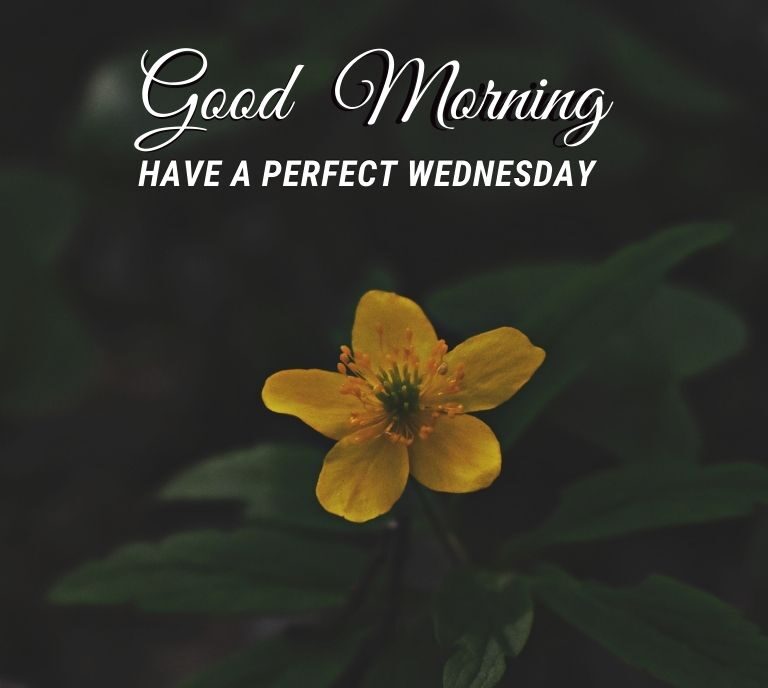 Good Morning Wednesday Images 4